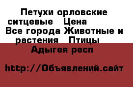 Петухи орловские ситцевые › Цена ­ 1 000 - Все города Животные и растения » Птицы   . Адыгея респ.